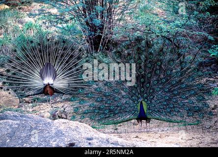 Der tanzende indische Peafowl (Pavo cristatus), Peacock Open Feathers von vorne und hinten im Mudumalai National Park, Nilgiris, Tamil Nadu, Südindien Stockfoto