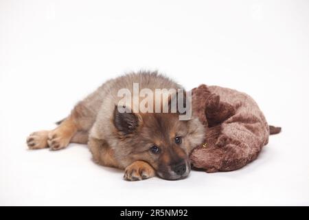 Eurasier, Hündchen, 10 Wochen, Spielzeug, Kuscheltier Stockfoto