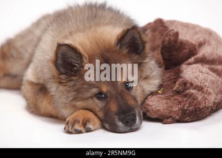 Eurasier, Hündchen, 10 Wochen, Spielzeug, Kuscheltier Stockfoto