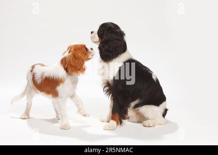 Cavalier King Charles Spaniel, Welpen, Blenheim, 4 1/2 Monate, und jungen Rüden, Tricolor Stockfoto