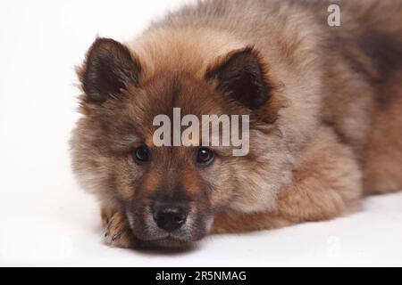 Eurasier, Welpe, 10 Wochen Stockfoto