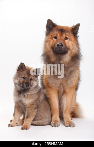 Eurasier mit Welpen, 10 Wochen Stockfoto