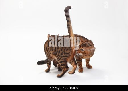 Bengalische Katzen, paarweise Stockfoto