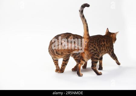 Bengalische Katzen, paarweise Stockfoto