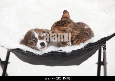 Chihuahua, Welpe, lang, 3 1/2 Monate, und Bengalischer Kater, Kätzchen, 8 Wochen Stockfoto