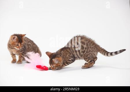 Bengale Katzen, Kätzchen, 8 Wochen, Spielzeug Stockfoto