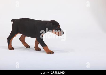 Doberman Pinscher, Welpe, 5 Wochen Stockfoto