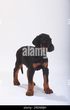 Doberman Pinscher, Welpe, 5 Wochen Stockfoto