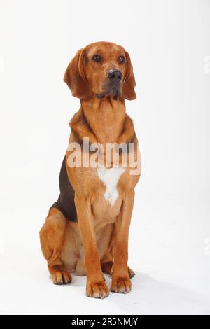 Ogar Polski, Polnischer Jagdhund Stockfoto