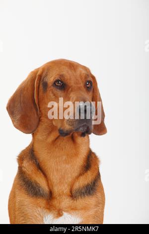 Ogar Polski, Polnischer Jagdhund Stockfoto