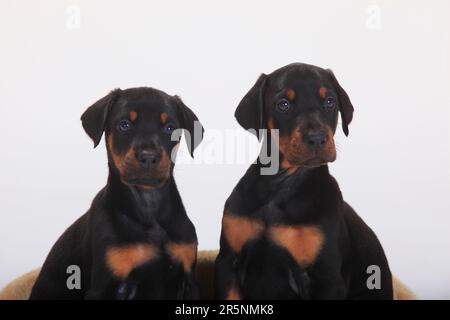 Doberman Pinscher, Welpen, 5 Wochen Stockfoto