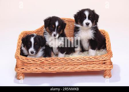 Australian Shepherd, Welpen, Black-Tri, 6 Wochen, Hundesofa, Korb Stockfoto