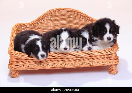 Australian Shepherd, Welpen, Black-Tri, 6 Wochen, Hundesofa, Korb Stockfoto