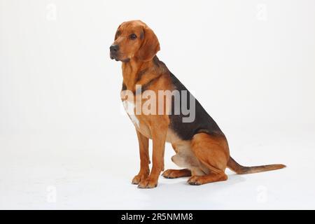 Ogar Polski, Polnischer Jagdhund Stockfoto