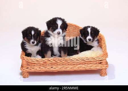 Australian Shepherd, Welpen, Black-Tri, 6 Wochen, Hundesofa, Korb Stockfoto