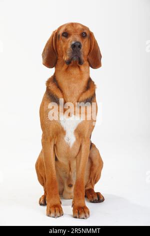 Ogar Polski, Polnischer Jagdhund Stockfoto