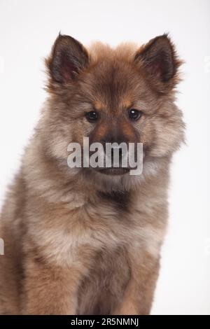 Eurasier, Welpe, 10 Wochen Stockfoto