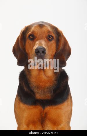 Ogar Polski, Polnischer Jagdhund Stockfoto