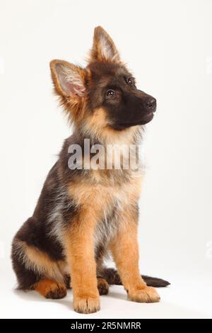 Alter Schäferhund, Welpe, 4 Monate, deutscher Schäferhund Stockfoto