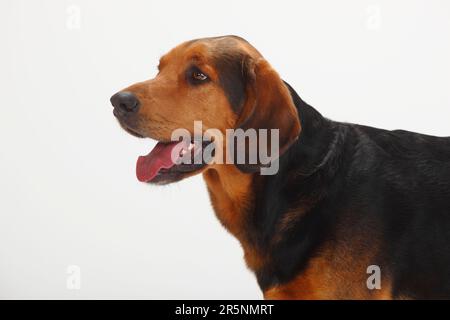 Ogar Polski, Polnischer Jagdhund Stockfoto