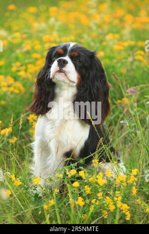 Kavalier König Charles Spaniel, dreifarbig, 1 Jahre alt Stockfoto