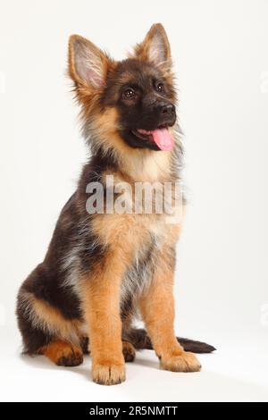 Alter Schäferhund, Welpe, 4 Monate, deutscher Schäferhund Stockfoto