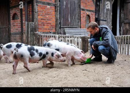 Bunte Bentheimer-Schweine, Nordhorn Zoo, Nordhorn, Niedersachsen, Deutschland Stockfoto