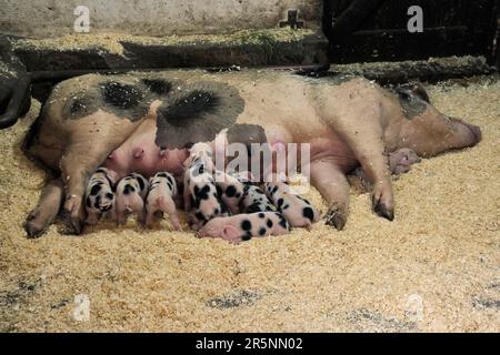 Bunte Bentheimerschweine, Sau und Ferkel, Tierpark Nordhorn, Nordhorn, Niedersachsen, Deutschland Stockfoto