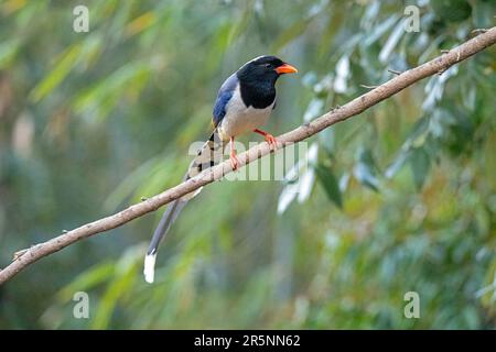 Red-Billed Blue-Magpie Urocissa erythroryncha Prabhu's Bird Photography Hide, Nanital, Nainital County, Uttarakhand, Indien, 28. Februar 2023 Adu Stockfoto