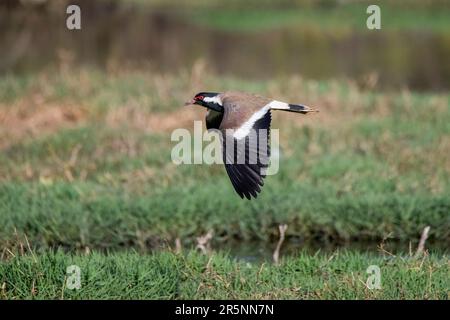 Red-Wattled Lapwing Vanellus indicus Keoladeo National Park, Bharatpur, Rajasthan, Indien, 13. Februar 2023 Erwachsener im Flug. Charadriidae Stockfoto