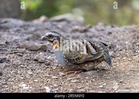 Rufous-throated Partridge Arborophila rufogularis Prabhu's Bird Photography Hide, Nanital, Nainital County, Uttarakhand, Indien, 28. Februar 2023 Stockfoto