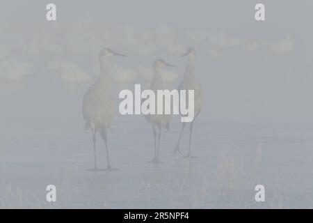 Sandhill Crane Grus canadensis Bosque del Apache National Wildlife Refuge, New Mexico, USA 15. Dezember 2017 Erwachsener mit Schneegänse in Stockfoto