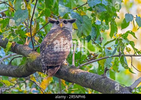 Fleckbäuche Eagle-Owl Ketupa nipalensis Jim Corbett National Park, Almora County, Uttarakhand, Indien 25. Februar 2023 Erwachsener Strigidae Stockfoto