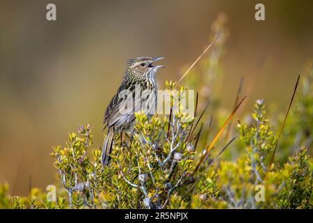 Gestreikter Feldwrene Calamanthus fuliginosus Cradle Mountain National Park, Tasmanien, Australien 19. November 2019 Erwachsene Maluridae Stockfoto