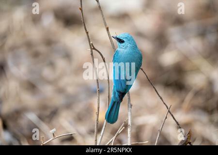 Verditer Flycatcher Eumyias thalassinus Nanital, Indien, 1. März 2023 Erwachsener Muscicapidae Stockfoto