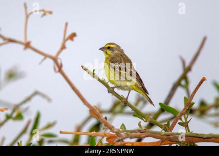 Gelbfrontkanarienvogel Crithagra mozambica Mopane, Kruger-Nationalpark, Südafrika, 18. August 2018 Erwachsener Fringillidae Stockfoto