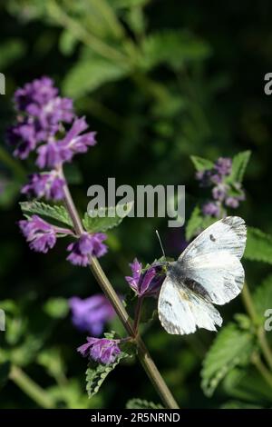 PRODUKTION - 02. Juni 2023, Schleswig-Holstein, Aumühle-Friedrichsruh: Im Schmetterlingsgarten in Aumühle-Friedrichsruh (Großherzogtum Lauenburg) sammelt ein kohlweißer Schmetterling Nektar. In Schleswig-Holstein sind sowohl die Zahl der Schmetterlinge als auch die Artenvielfalt seit Jahren rückläufig. (Zu dpa ''fast 40 Prozent verloren' - immer weniger Schmetterlinge im Norden') Foto: Ulrich Perrey/dpa Stockfoto