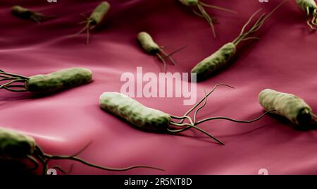 Helicobacter-pylori-Bakterien, Illustration Stockfoto