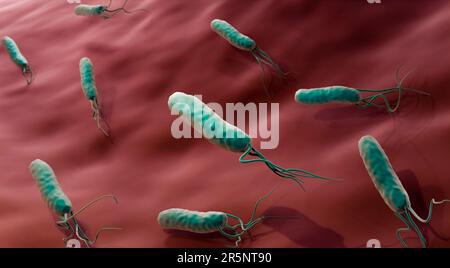 Helicobacter-pylori-Bakterien, Illustration Stockfoto