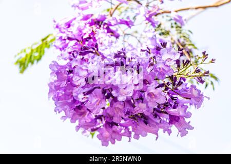 Fliederblumen des Jacaranda-Baumes nahe am Himmel. Selektiver Fokus Stockfoto