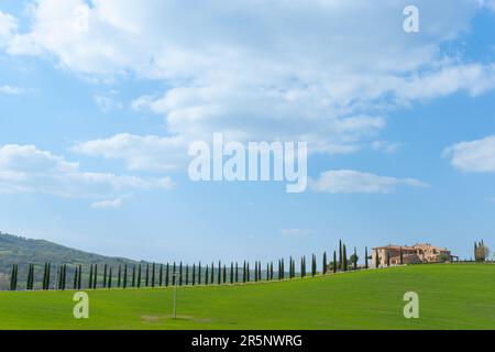 Zypressen säumen die Auffahrt zu einem fernen Bauernhaus in typisch toskanischer Landschaft, Italien. Stockfoto