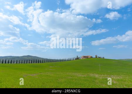 Zypressen säumen die Auffahrt zu einem fernen Bauernhaus in einer typischen toskanischen ländlichen Landschaft. Stockfoto