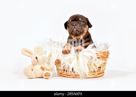 Brauner französischer Bulldog Hündchen mit Spielzeug Plüschhäschen im Korb Stockfoto