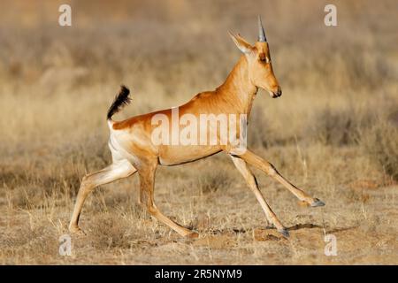 Junger roter Hartebeest (Alcelaphus buselaphus) läuft im Grasland, Mountain Zebra National Park, Südafrika Stockfoto