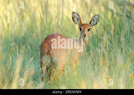 Weibliche Steenbok-Antilope (Raphicerus campestris) im natürlichen Lebensraum, Mokala-Nationalpark, Südafrika Stockfoto