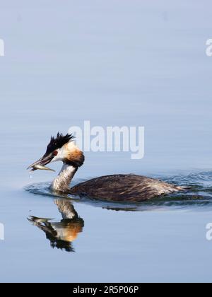 Ein toller Schimmelpilz (Podiceps cristatus), der auf der Wasseroberfläche mit einem Fisch im Schnabel reflektiert wird. Blauer Hintergrund. Stockfoto