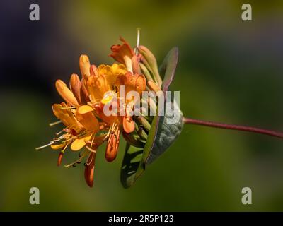 Nahaufnahme der Blumen von Lonicera x Tellmanniana in einem Garten im Frühsommer Stockfoto