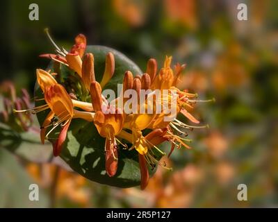 Nahaufnahme der Blumen von Lonicera x Tellmanniana in einem Garten im Frühsommer Stockfoto