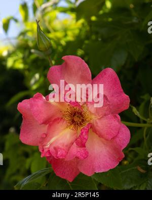 Nahaufnahme einer Blume von Rosa „Sommerwein“ in einem Garten im Sommer Stockfoto