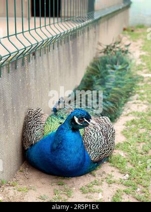 Schöner blauer Pfau liegt auf dem Boden an der Wand und ruht, selektiver Fokus, vertikales Format Stockfoto